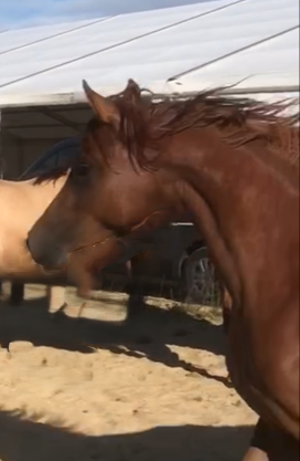 Potranca Arabe En venta 2022 Alazán por RAMSES ORIENTAL