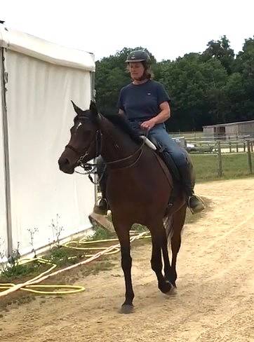 Yegua Arabe En venta 2022 Bayo por RAMSES ORIENTAL