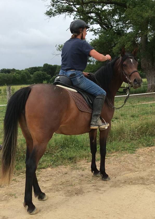 Yegua Arabe En venta 2022 Bayo por RAMSES ORIENTAL