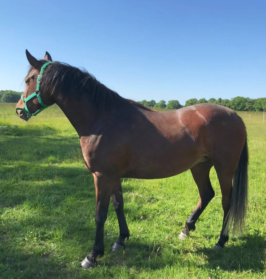 Yegua Arabe En venta 2022 Bayo por RAMSES ORIENTAL