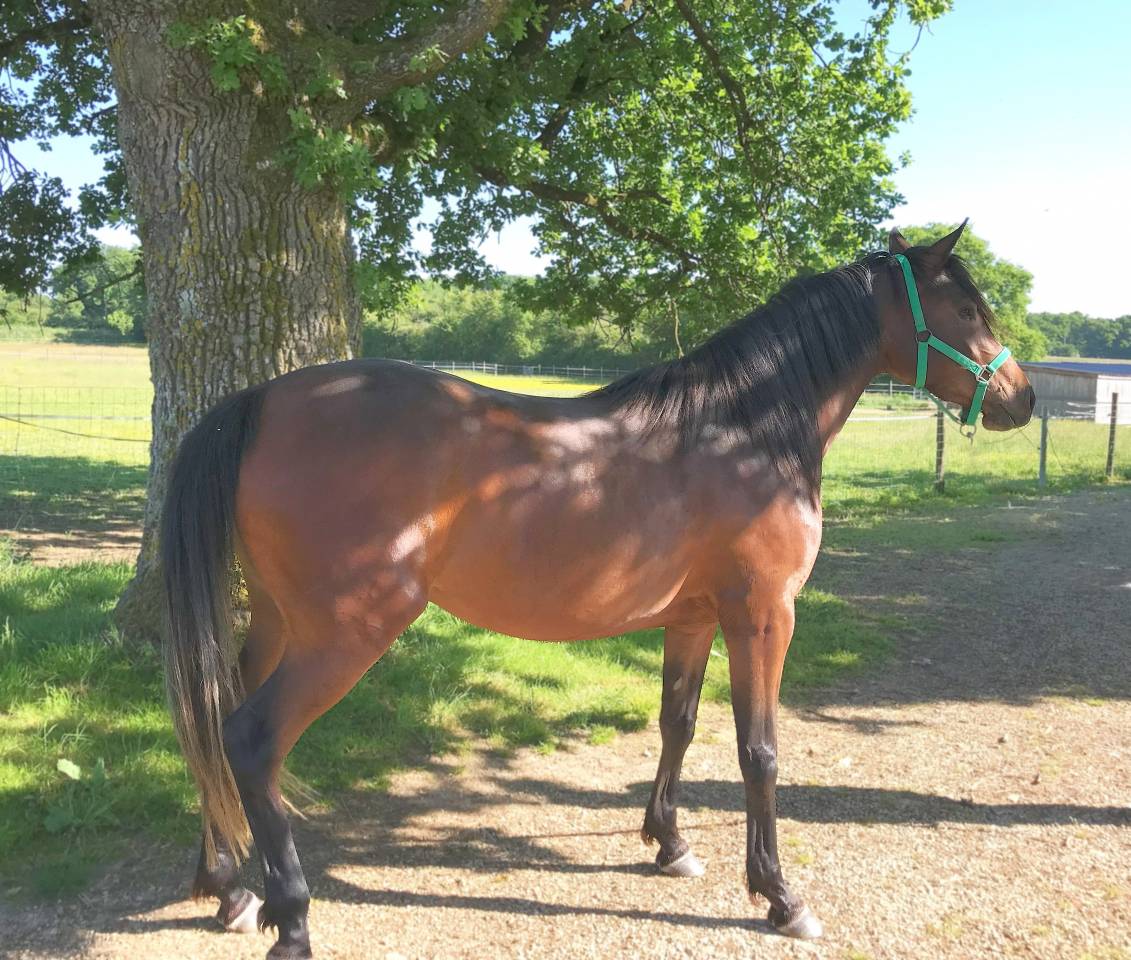 Yegua Arabe En venta 2022 Bayo por RAMSES ORIENTAL