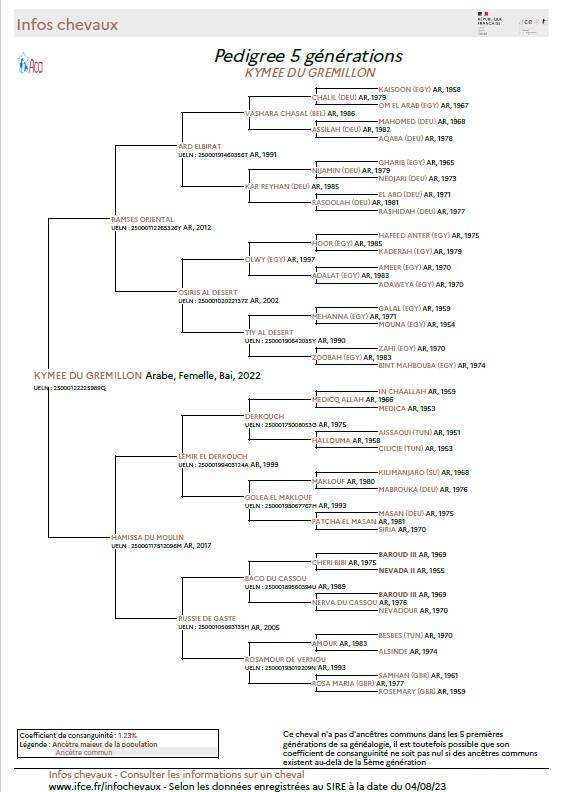 Yegua Arabe En venta 2022 Bayo por RAMSES ORIENTAL