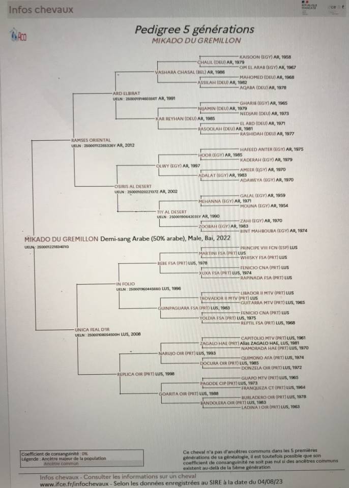 Caballo castrado Media Sangre Arabe En venta 2022 Bayo por RAMSES ORIENTAL