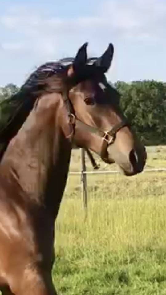 Caballo castrado Media Sangre Arabe En venta 2022 Bayo por RAMSES ORIENTAL