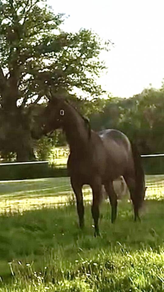 Caballo castrado Media Sangre Arabe En venta 2022 Bayo por RAMSES ORIENTAL