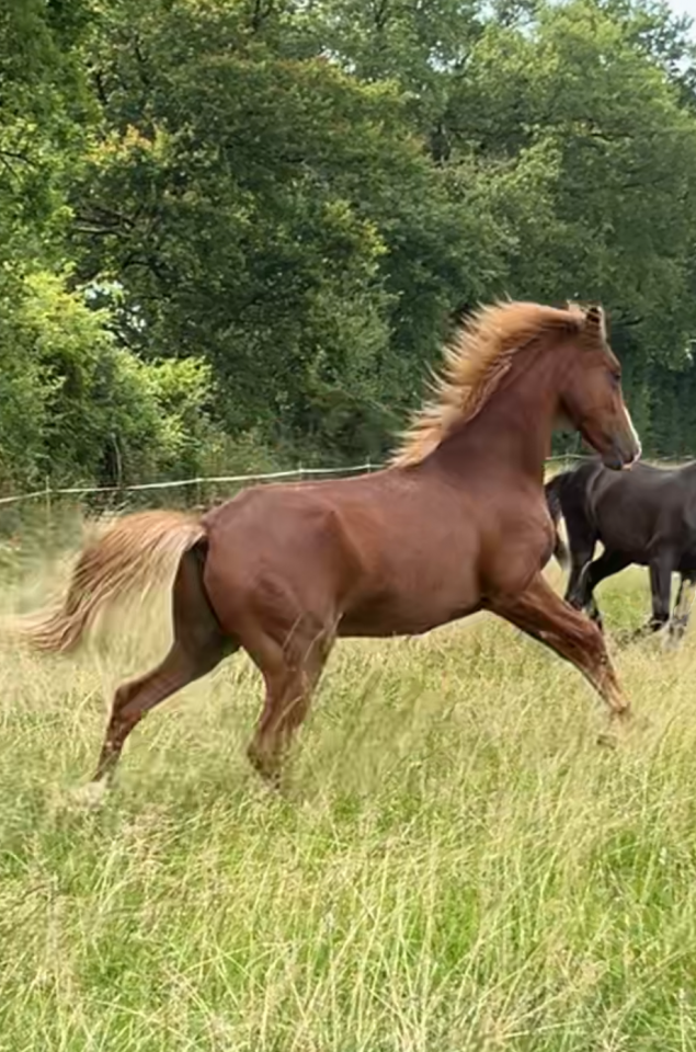 Caballo castrado Media Sangre Arabe En venta 2024 Alazán por RAMSES ORIENTAL