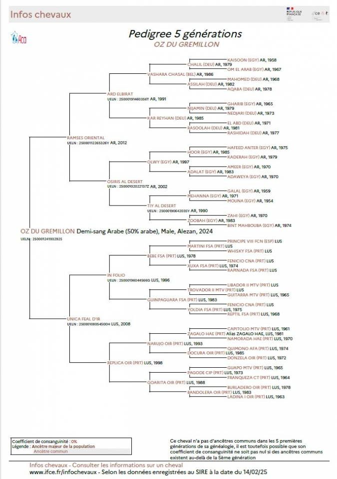 Caballo castrado Media Sangre Arabe En venta 2024 Alazán por RAMSES ORIENTAL