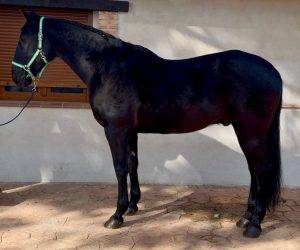 Caballo castrado Otra raza de Caballos En venta 2009 Negro