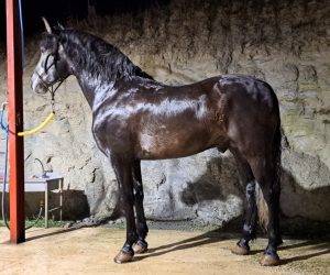 Caballo entero PRE Pura Raza Española En venta 2018 Tordo