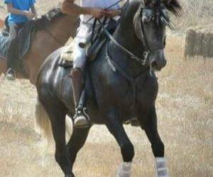 Caballo entero PRE Pura Raza Española En venta 2018 Tordo