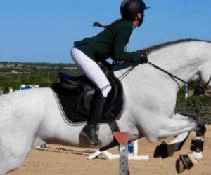 Caballo entero PRE Pura Raza Española En venta 2012 Tordo