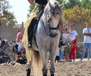Caballo entero PRE Pura Raza Española En venta 2012 Tordo