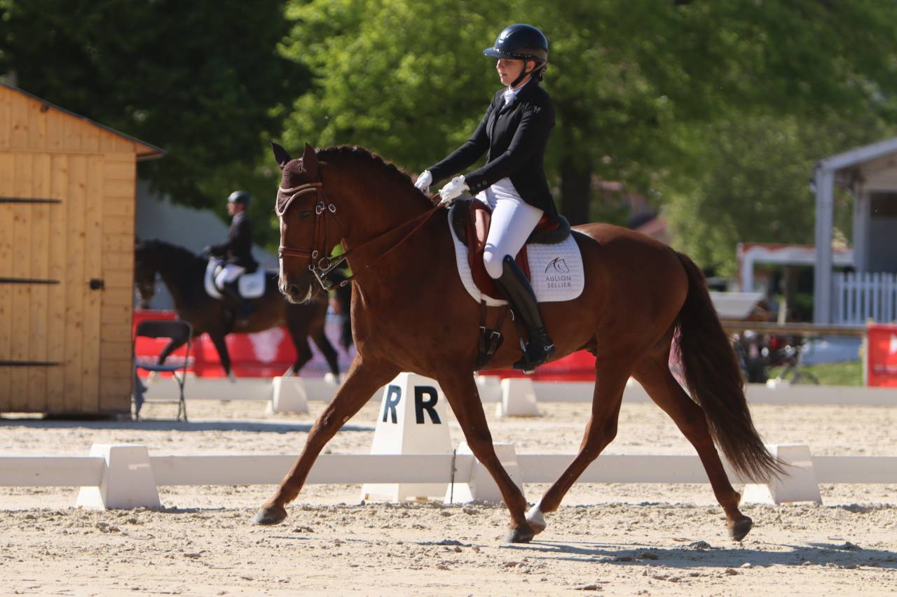 Yegua PRE Pura Raza Española En venta 2022 Tordo por GUAPO DE LA COMBE