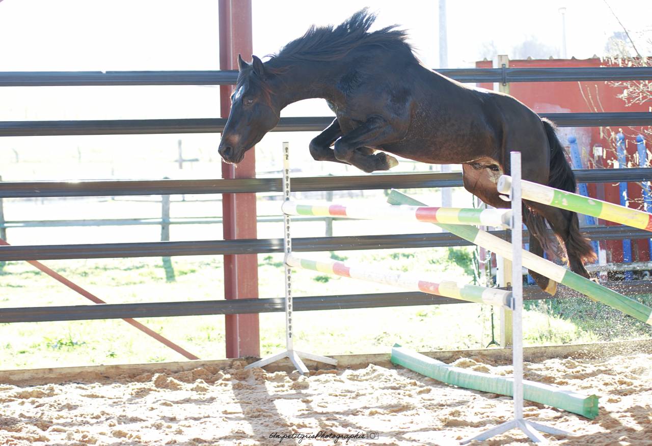 Made for jump sympatico - PFS Poni Fran&ccedil;&eacute;s de Silla 2022 por WELCOME SYMPATICO