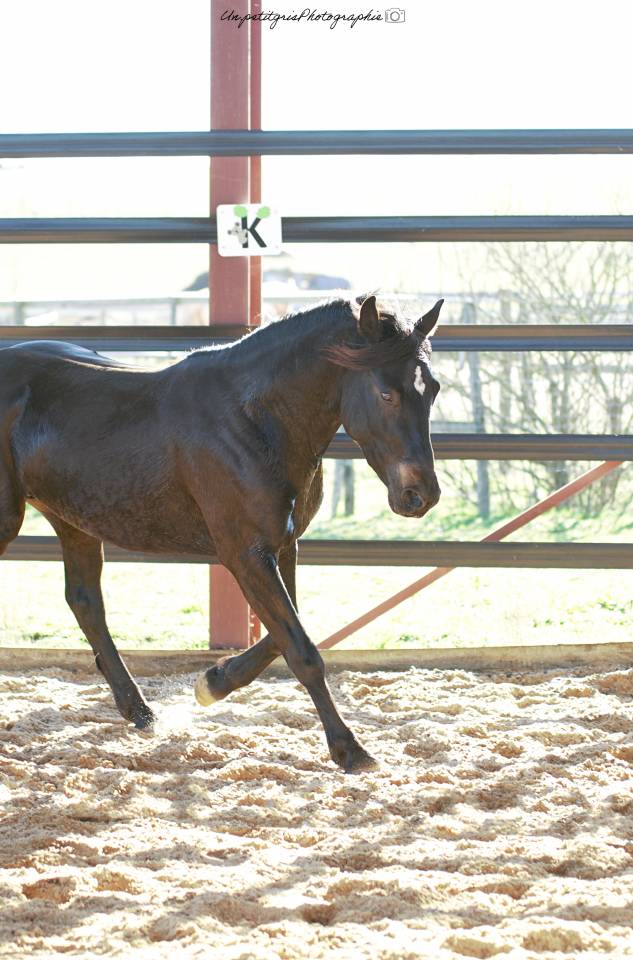 Made for jump sympatico - PFS Poni Fran&ccedil;&eacute;s de Silla 2022 por WELCOME SYMPATICO