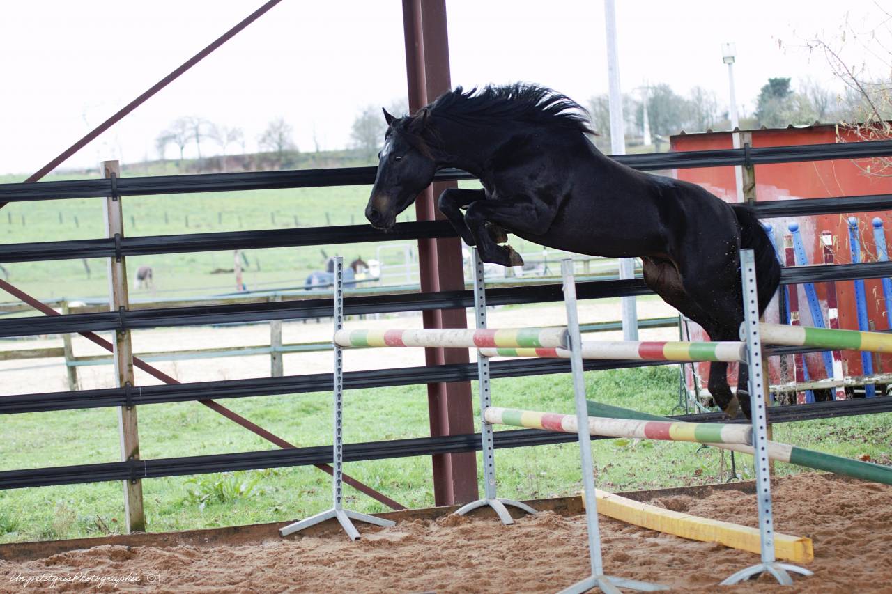 Made for jump sympatico - PFS Poni Fran&ccedil;&eacute;s de Silla 2022 por WELCOME SYMPATICO