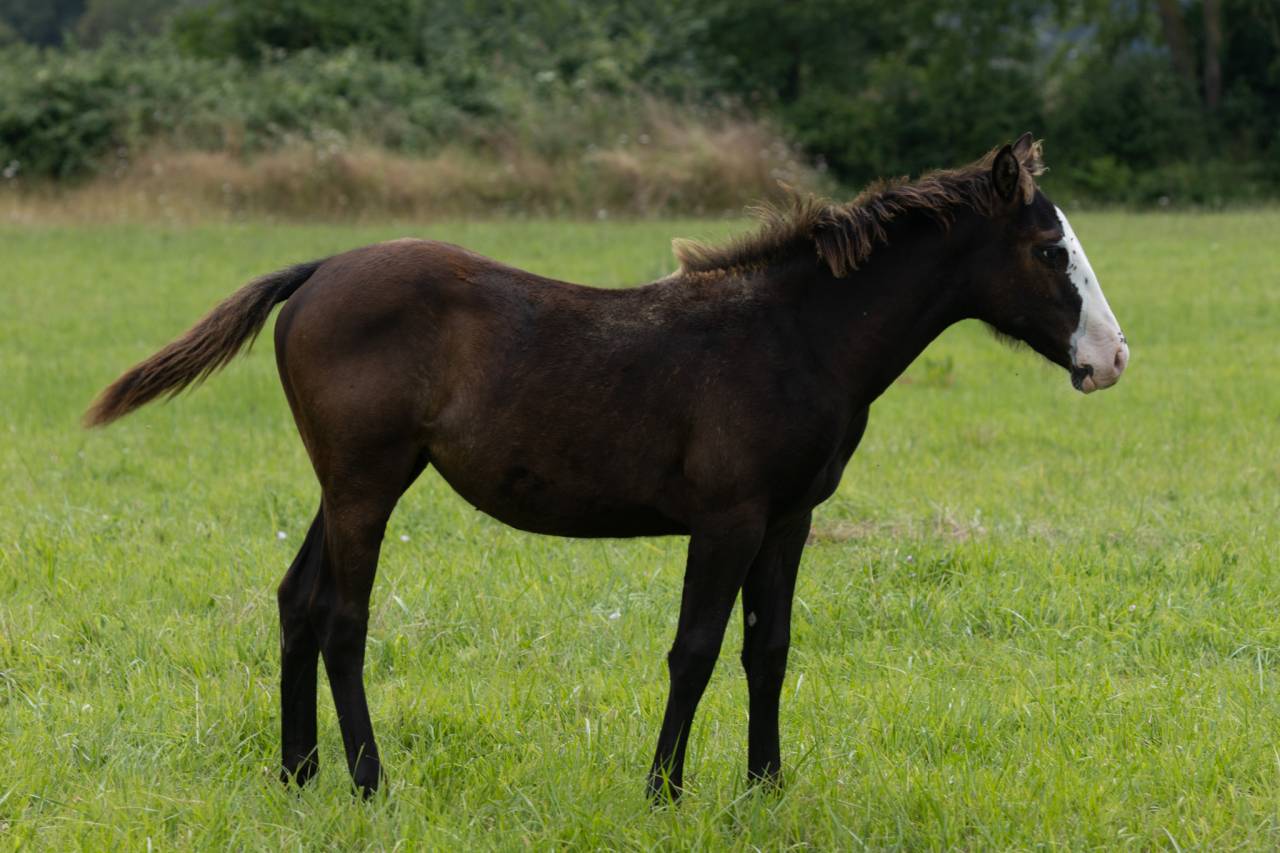 Potranca Paint Horse En venta 2024 Negro