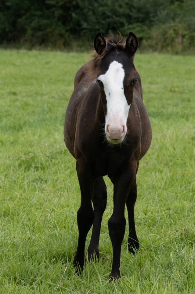 Potranca Paint Horse En venta 2024 Negro