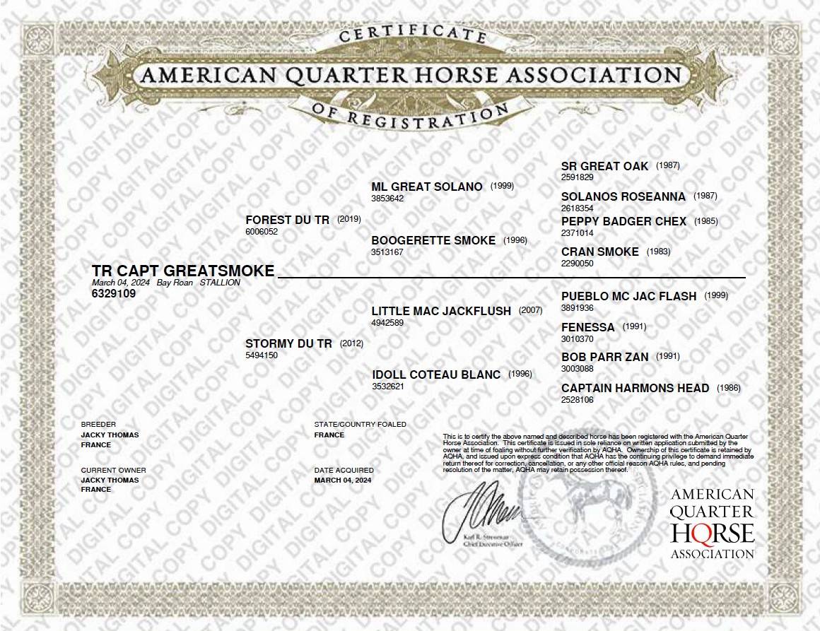 Potro Quarter Horse En venta 2024 Roano