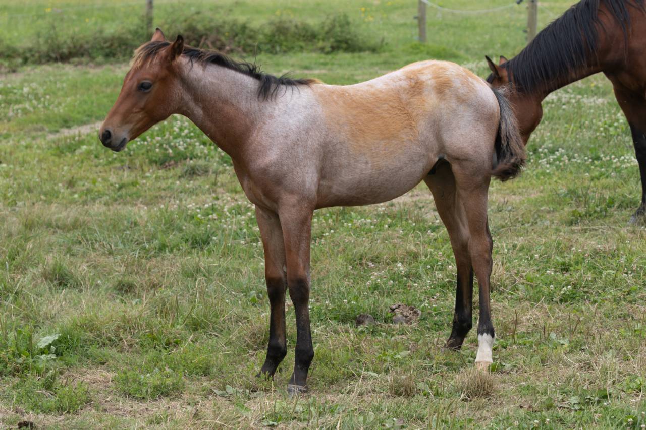 Potro Quarter Horse En venta 2024 Roano