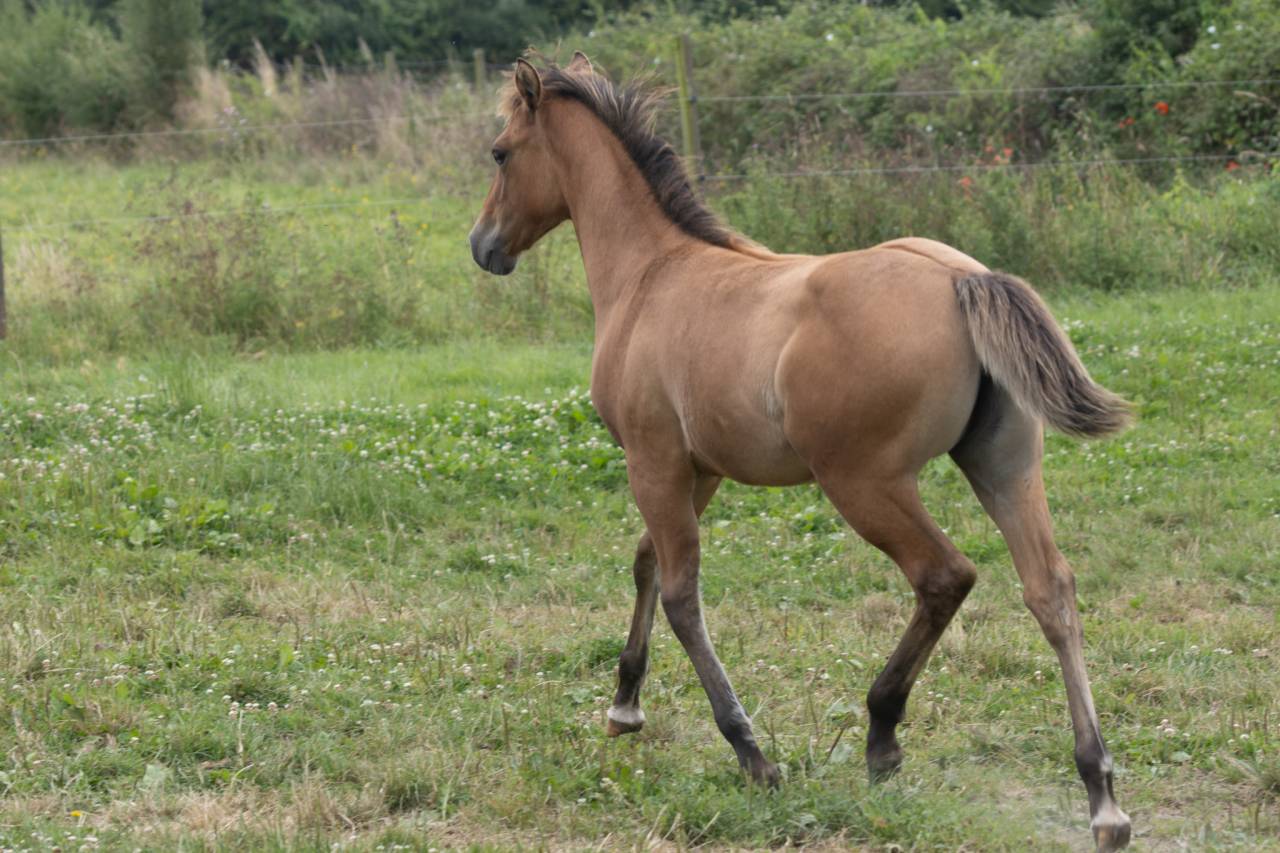 Potranca Quarter Horse En venta 2024 Dun