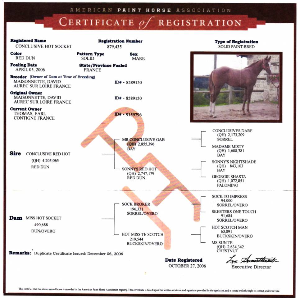 Yegua de ganadería Paint Horse En venta 2006 Dun