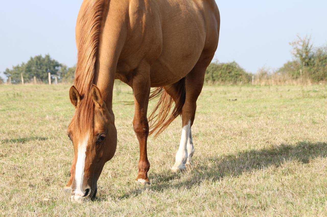 Yegua de ganadería Paint Horse En venta 2006 Dun