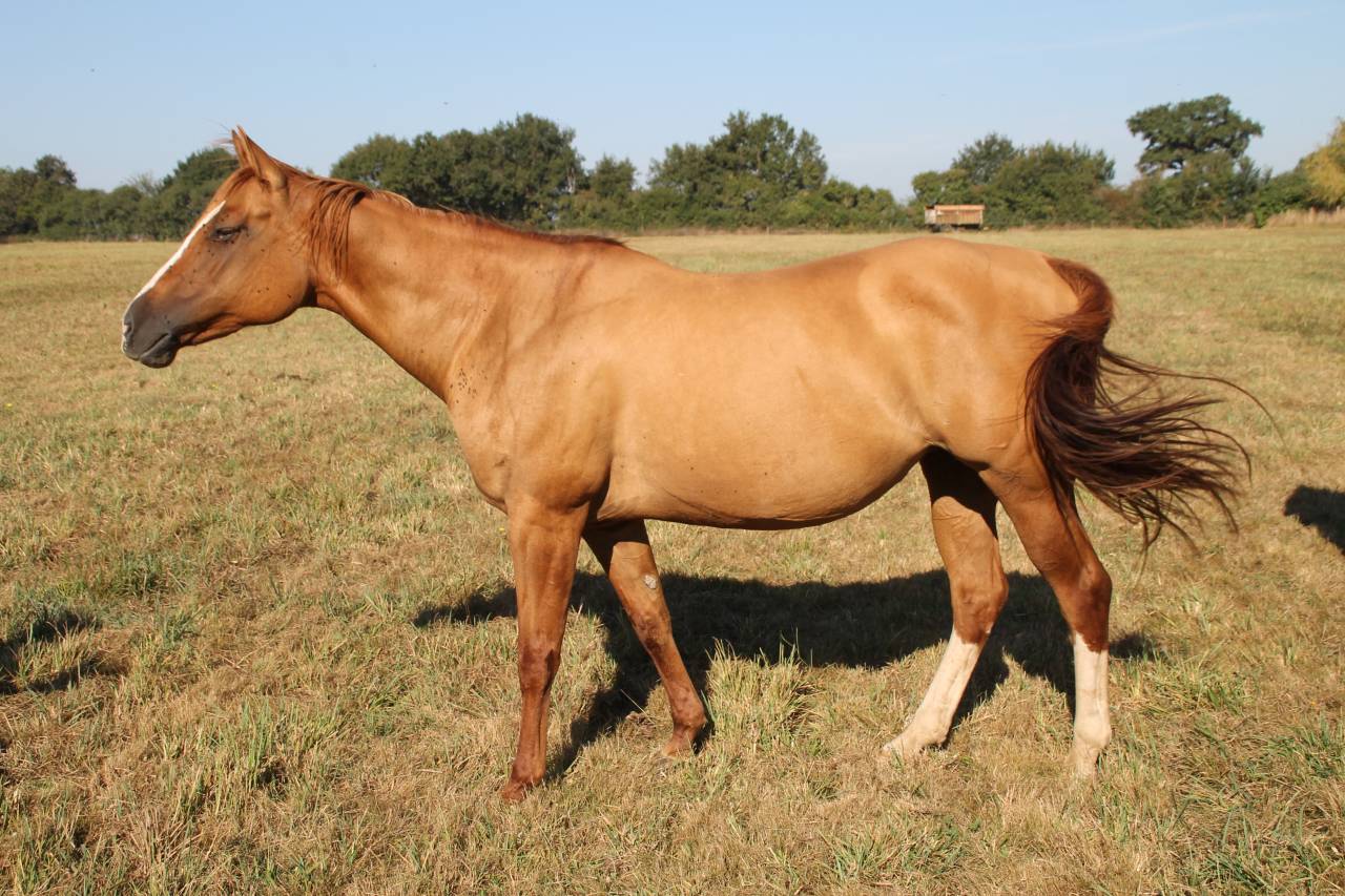 Yegua de ganadería Paint Horse En venta 2006 Dun