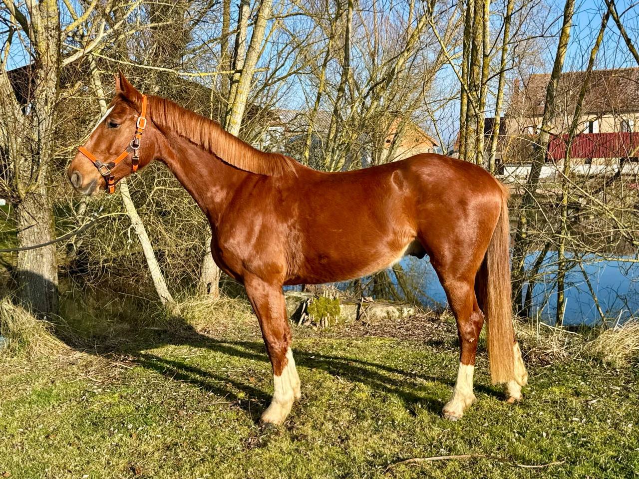Caballo castrado Silla Francés En venta 2021 Alazán por BALOUBET DU ROUET