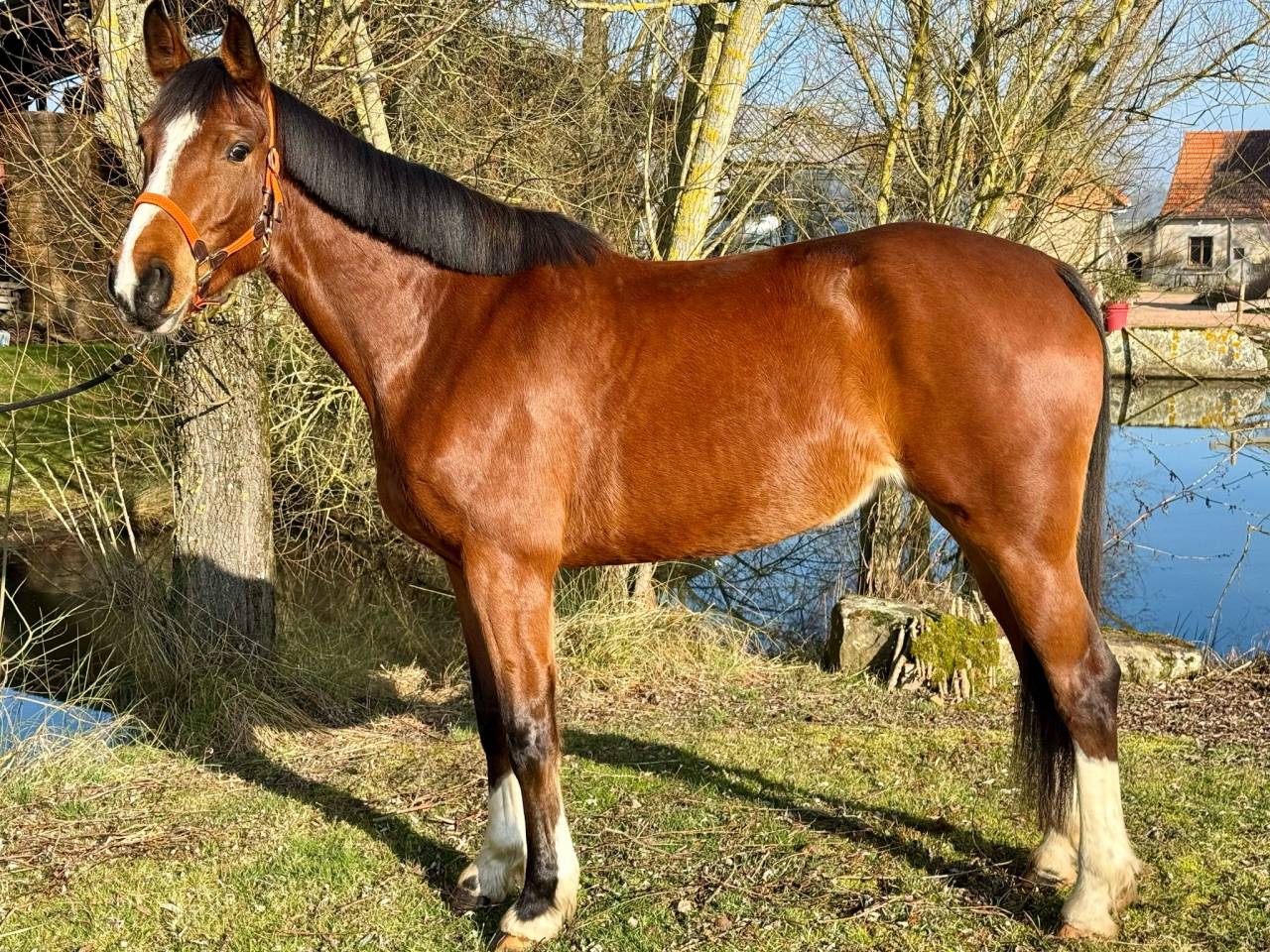 Yegua Silla Francés En venta 2020 Bayo por Emerald van't ruyterhof