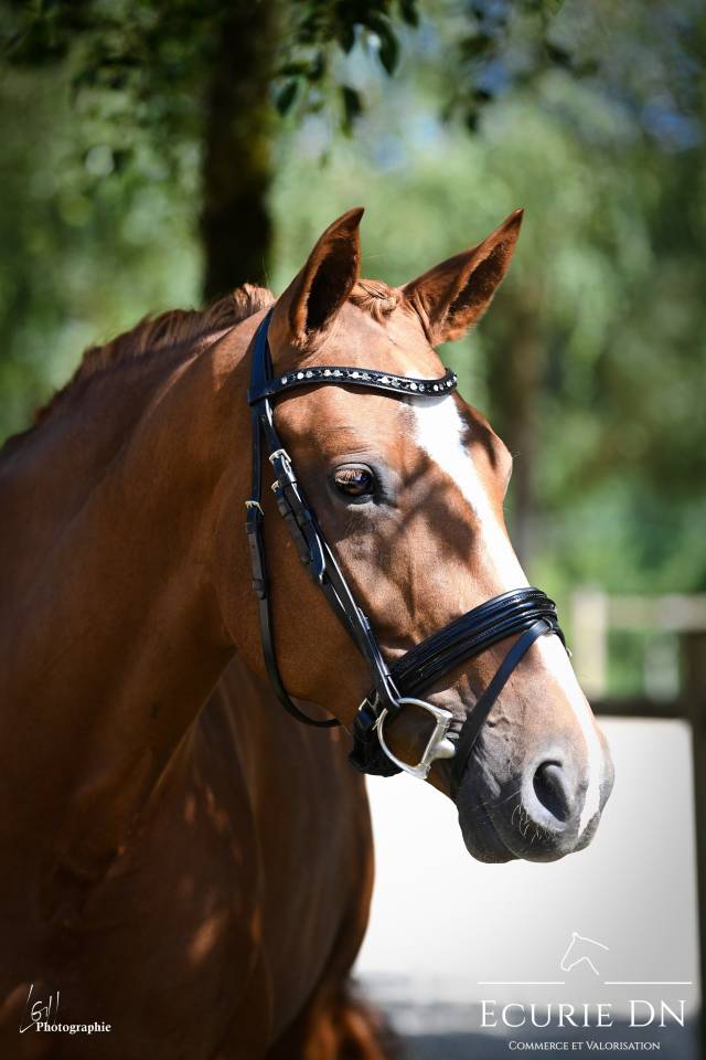 Yegua Hannoveriano En venta 2020 Alazán por Lord Loxley