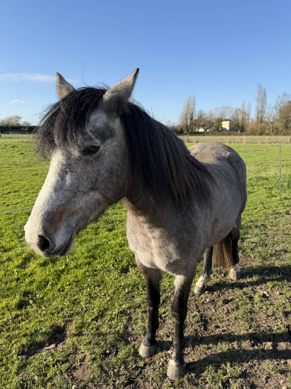 Potranca New Forest En venta 2023 Bayo por KENZO (NDL)