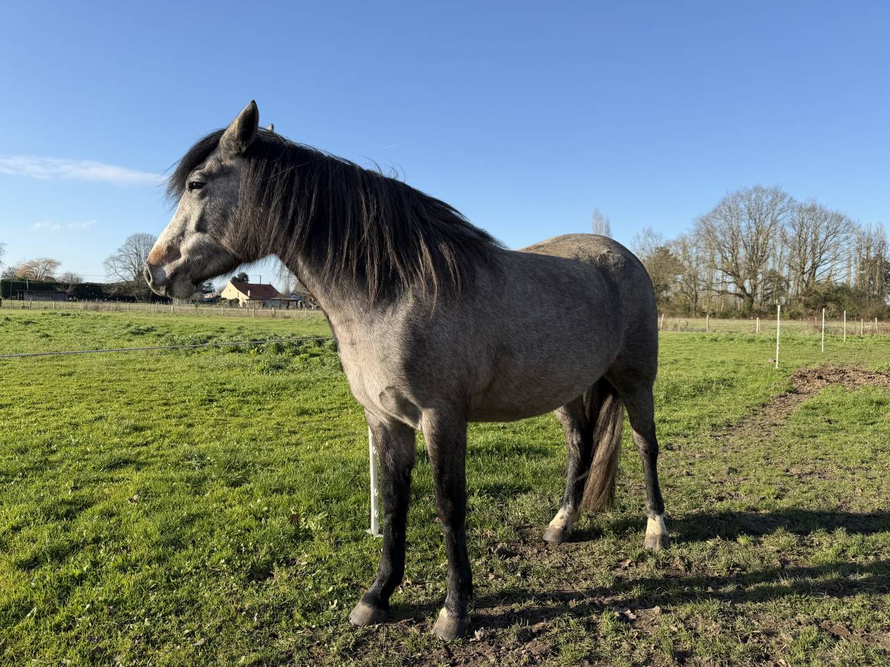 Potranca New Forest En venta 2023 Bayo por KENZO (NDL)