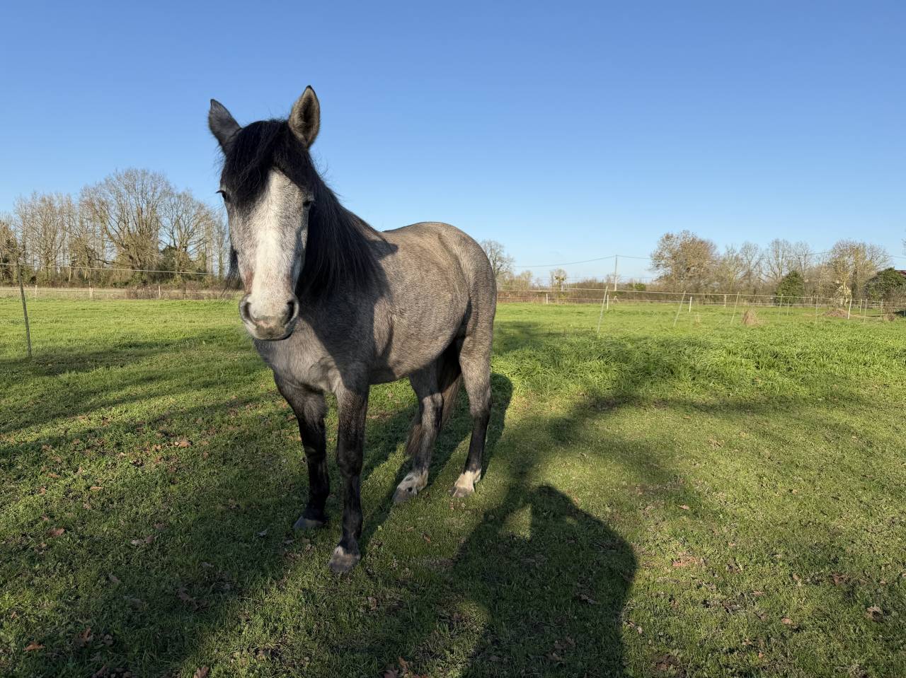 Potranca New Forest En venta 2023 Bayo por KENZO (NDL)