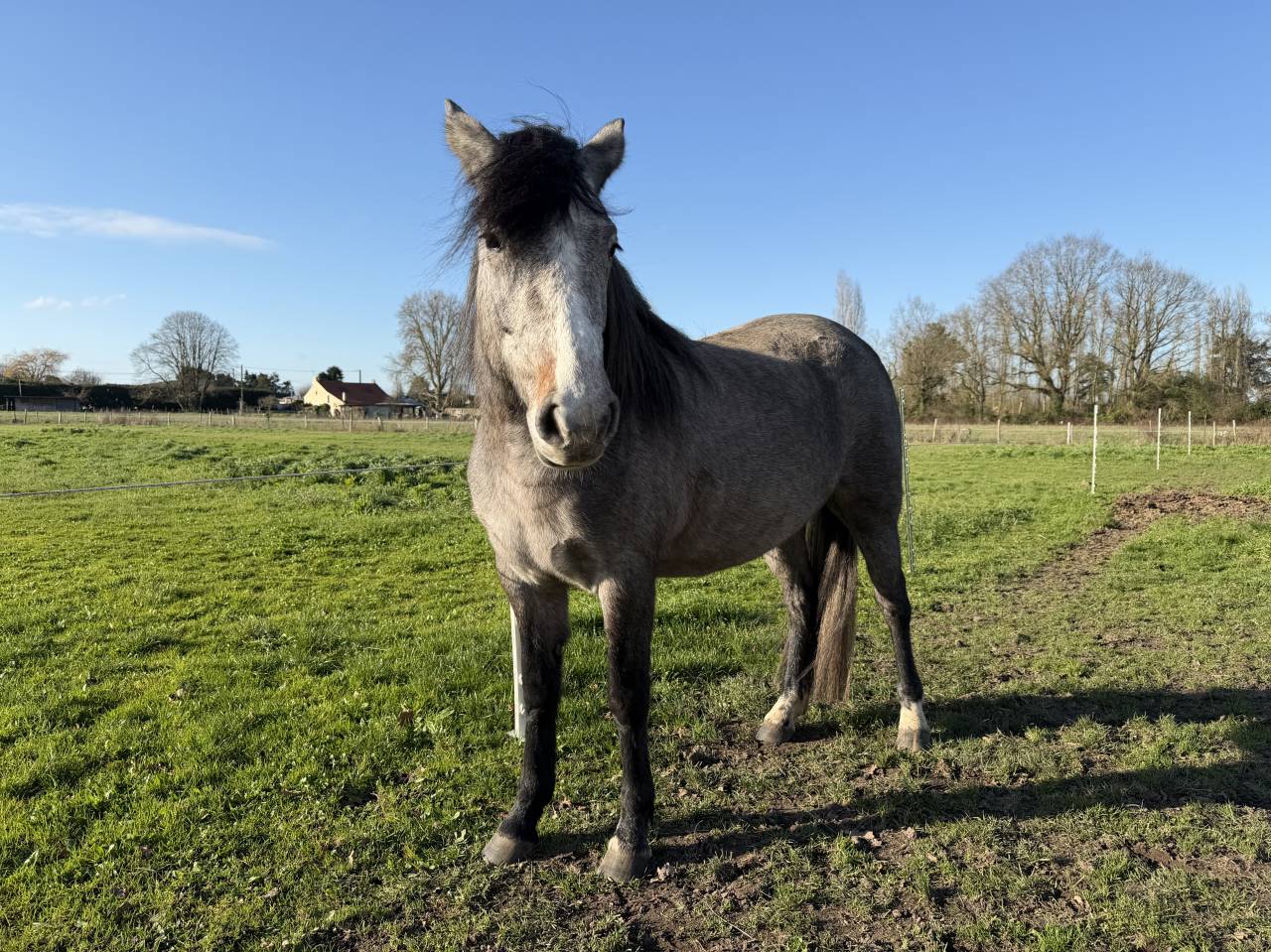 Potranca New Forest En venta 2023 Bayo por KENZO (NDL)