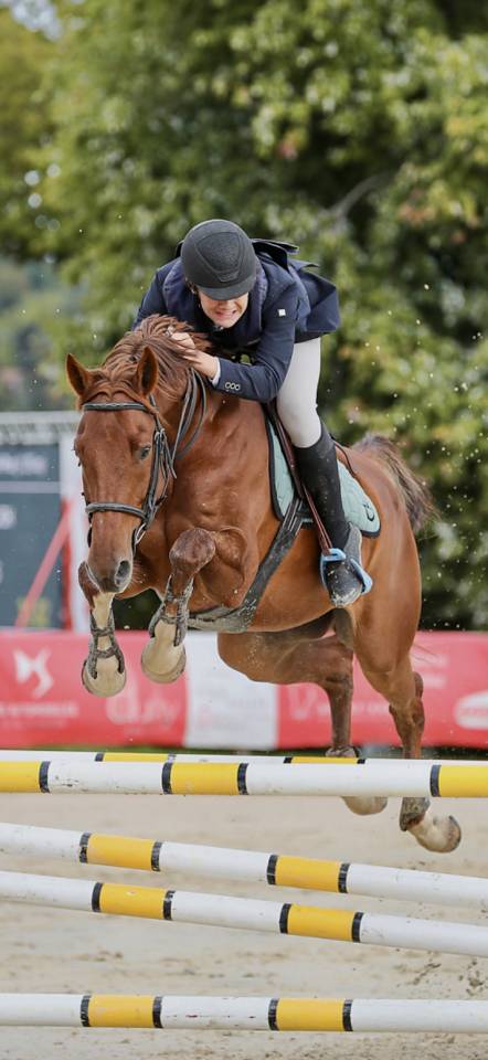 Caballo castrado Silla Francés En venta 2017 Alazán tostado por NORMAN PRE NOIR