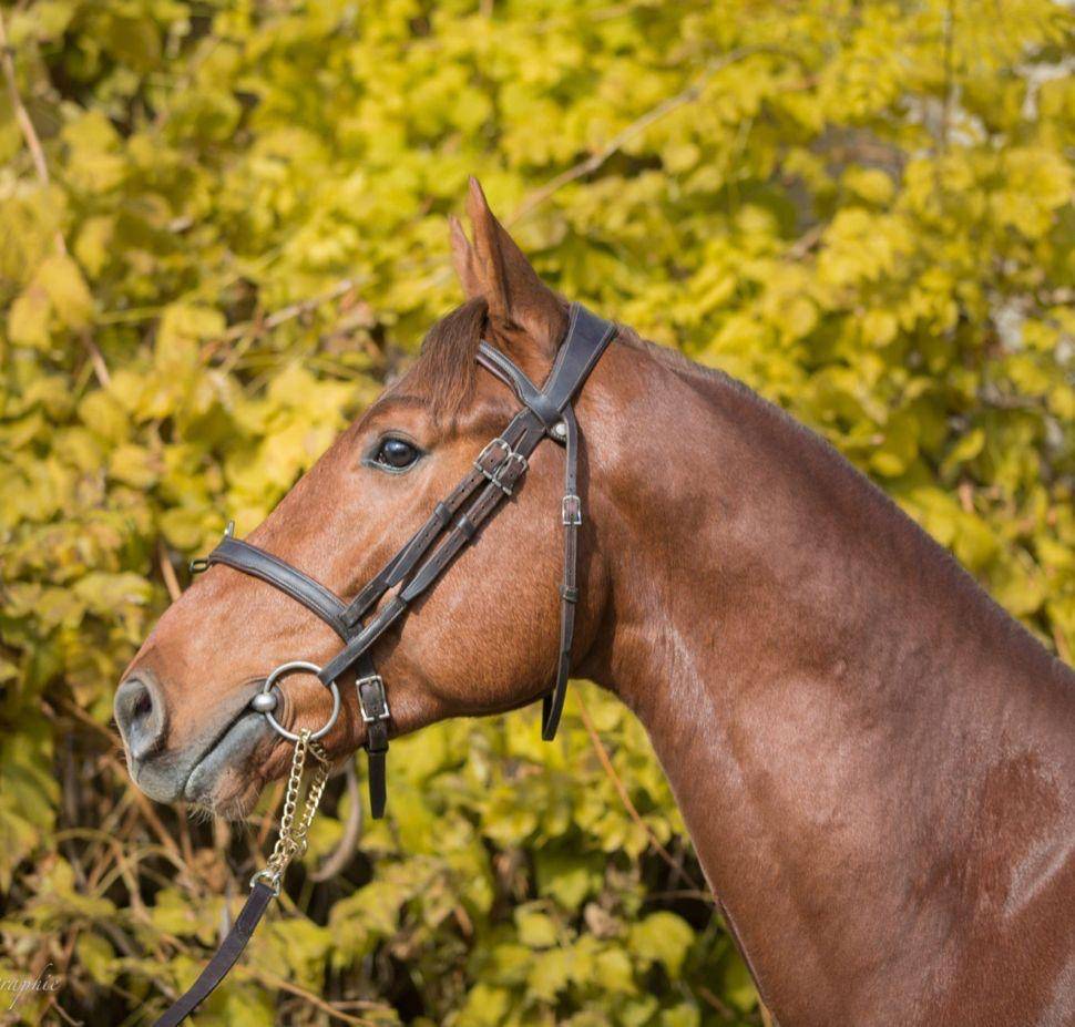 Caballo castrado Silla Francés En venta 2017 Alazán tostado por NORMAN PRE NOIR