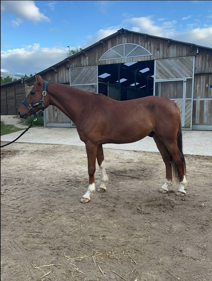 Caballo castrado Silla Francés En venta 2017 Alazán tostado por NORMAN PRE NOIR