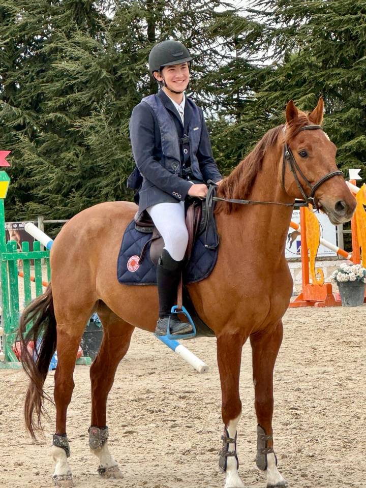 Caballo castrado Silla Francés En venta 2017 Alazán tostado por NORMAN PRE NOIR