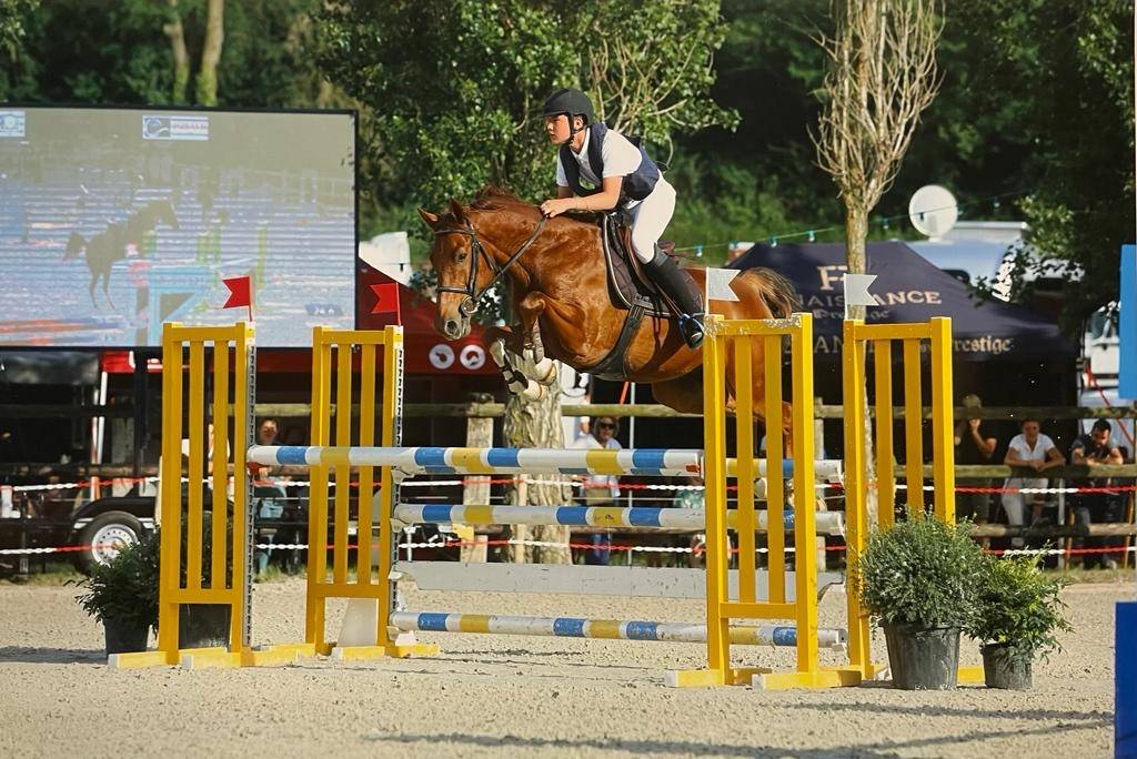 Caballo castrado Silla Francés En venta 2017 Alazán tostado por NORMAN PRE NOIR