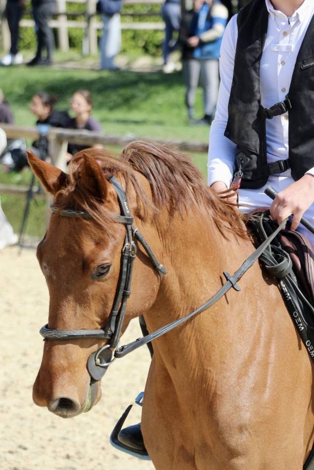 Caballo castrado Silla Francés En venta 2017 Alazán tostado por NORMAN PRE NOIR