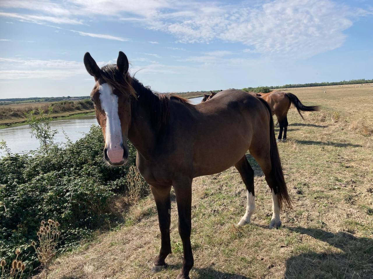 Caballo castrado Silla Francés En venta 2022 Otra capa por FIDJY OF COLORS (BEL) BWP 2005