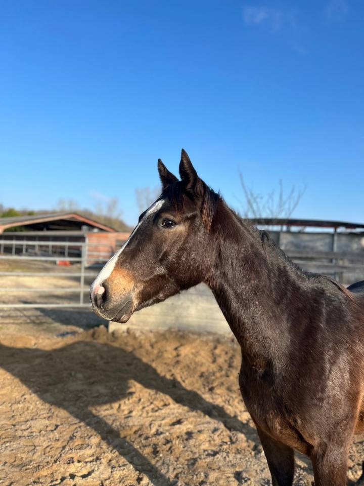 Caballo castrado Zangersheide En venta 2022 Bayo por CORNADO FONTANEL Z Z 2017