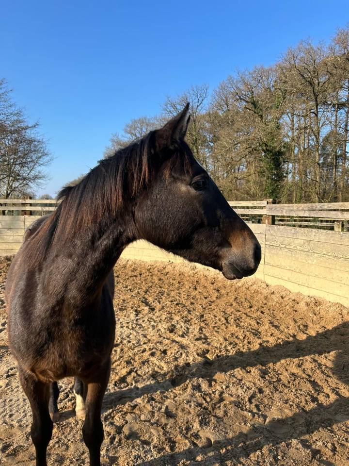 Caballo castrado Zangersheide En venta 2022 Bayo por CORNADO FONTANEL Z Z 2017