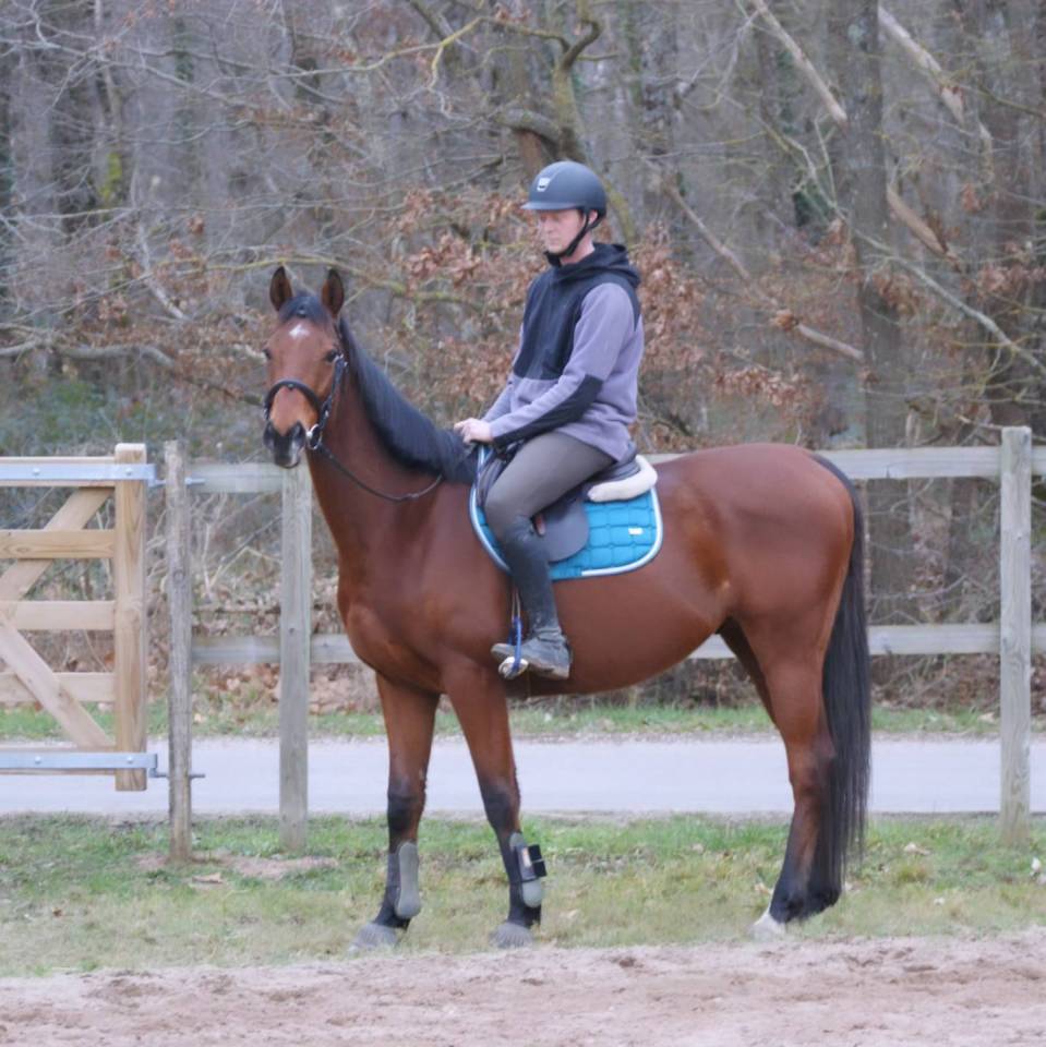 Caballo castrado Pura Sangre En venta 2016 Bayo