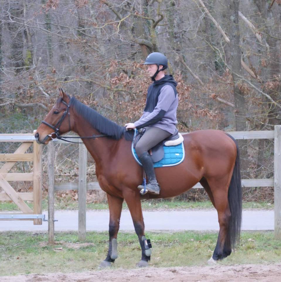 Caballo castrado Pura Sangre En venta 2016 Bayo