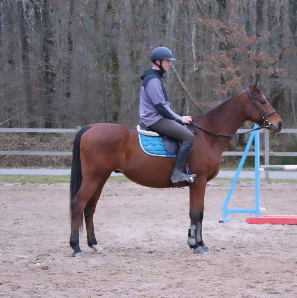 Caballo castrado Pura Sangre En venta 2016 Bayo