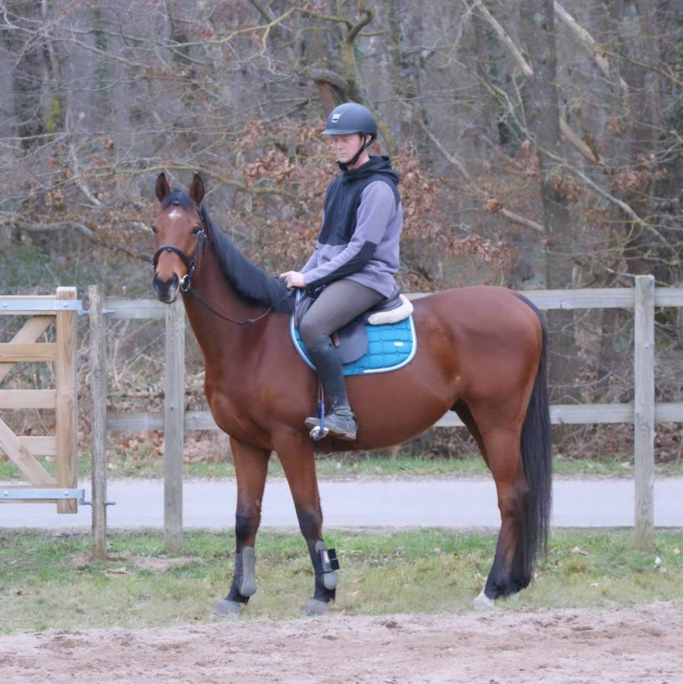 Caballo castrado Pura Sangre En venta 2016 Bayo