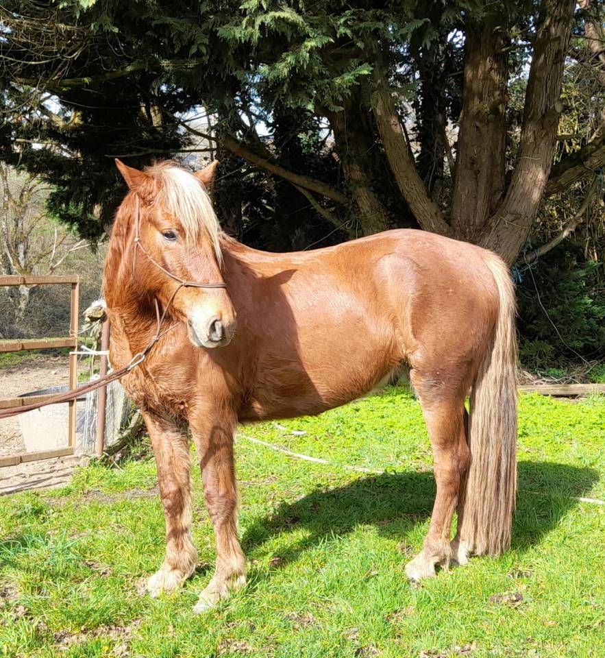 Caballo castrado Connemara En venta 2021 Alazán tostado por TITUS DE LIAF