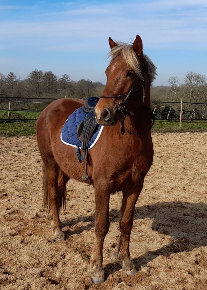 Caballo castrado Connemara En venta 2021 Alazán tostado por TITUS DE LIAF